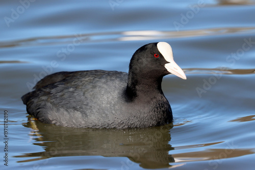 Coot