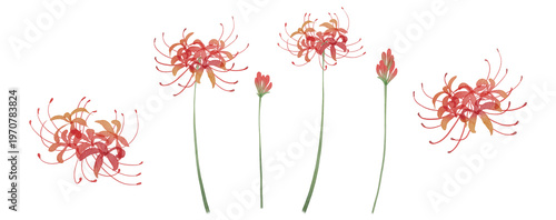 Tableau sur toile Watercolor Red Spider Lily Higanbana Clipart Set