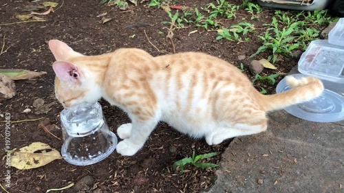 An orange and white tabby cat drinks water from a clear plastic container on the dirt ground outdoors.