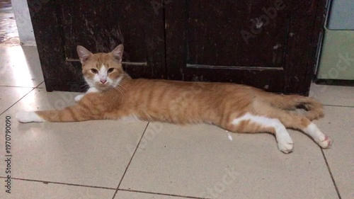 An orange and white tabby cat stretches out comfortably on a tiled floor in front of a dark wooden cabinet.