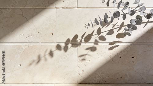 Eucalyptus leaf shadows on polished beige travertine stone with deep focus