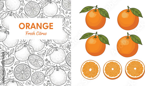 Orange Fruit Vector Set with Seamless Citrus Pattern Background and Whole Oranges with Slice Variations Fresh Illustration Collection