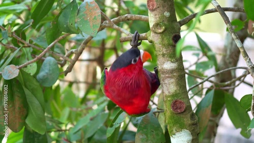 A Purple-bellied lory (Lorius hypoinochrous) moves around the tree branches, curiously looking around its surroundings, close up shot.