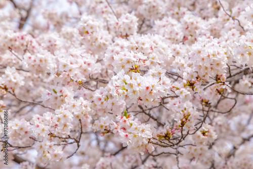 満開の桜
