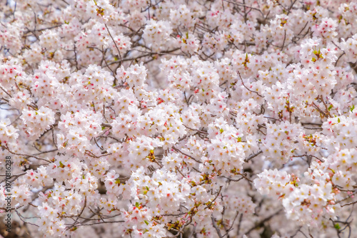 満開の桜