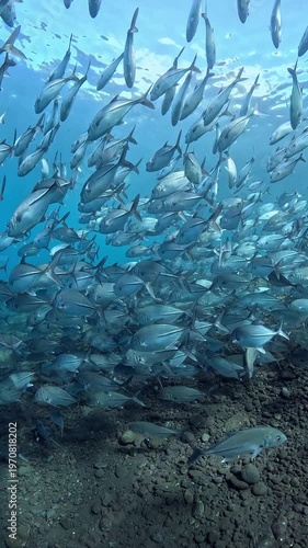 Slow motion school of Bigeye Trevally (Caranx sexfasciatus), 4K UHD footage, Tulamben Bali Indonesia. Natural synchronized behavior in reef ecosystem, marine biodiversity, open water copy space.
