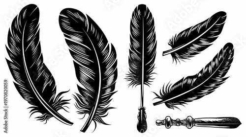 Artistic black and white feathers of different shapes and sizes, a quill, on a white background