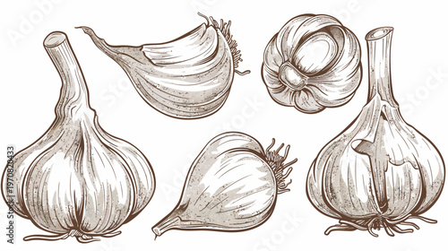 Artistic illustration of garlic cloves and bulbs in a sepia-toned vintage style