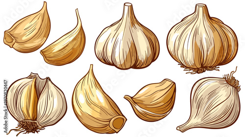 Colorful vector illustration of various garlic cloves and bulbs on white background