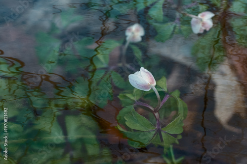 Dreamy forest flower reflected in water with soft abstract background