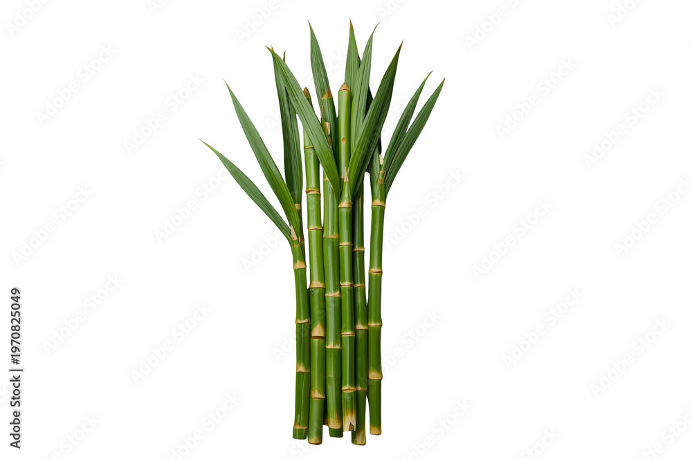 Obraz premium Green bamboo stalks with leaves on transparent background