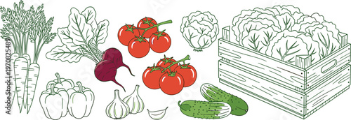 Fresh organic vegetables hand drawn vector illustration set with tomato carrot cabbage cucumber garlic for healthy food design