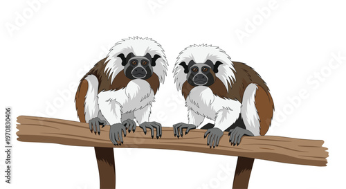 Two cotton-top tamarin monkeys with white fluffy hair sit side-by-side on a brown branch, facing forward on a white background.
