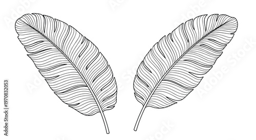 Pair of hand-drawn palm or banana leaves with intricate line work provides a natural and tropical design element on a white background.