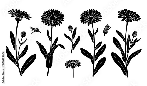 Calendula medicinal plant silhouette stencil set with flowers leaves and buds for herbal botanical design
