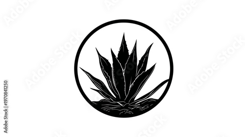 Black and white illustration of an agave plant inside a circle. It is a graphic design