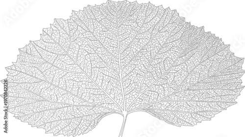 Intricate grayscale outline of a leaf, showing detailed veins and edge serrations