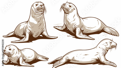 Four stylized illustrations of seals in varying poses, rendered in brown and beige tones, on a white background