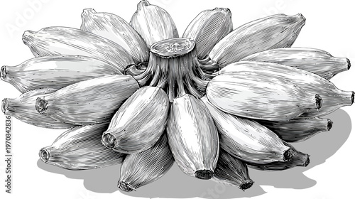 A cluster of sketched bananas, in grayscale. Detailed lines show texture and shape