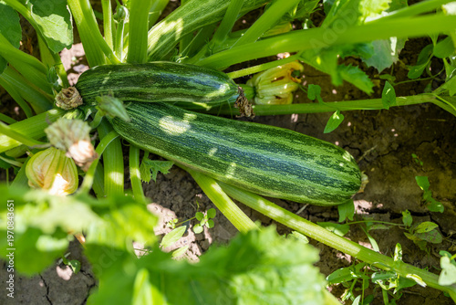 Young green zucchini are growing in the garden. Green squash in the garden bed.