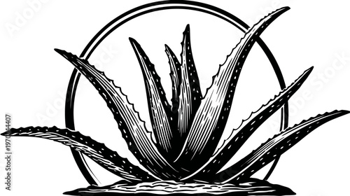 A detailed black and white illustration of an aloe vera plant within a circular frame