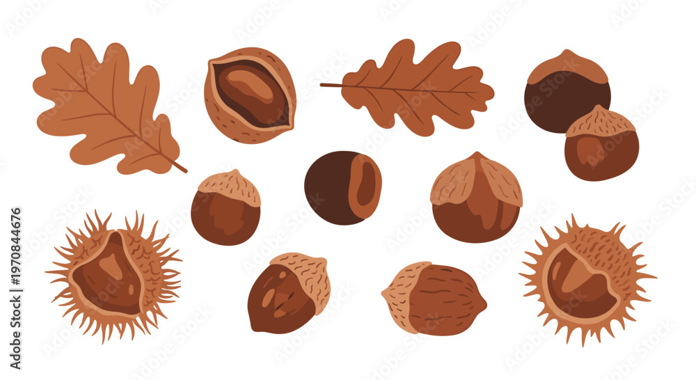 Fototapeta premium A diverse collection of brown oak leaves, hazelnuts, chestnuts, and acorns is scattered across a clean white background.