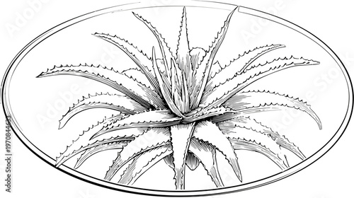 A detailed black and white illustration of an aloe vera plant within an oval frame