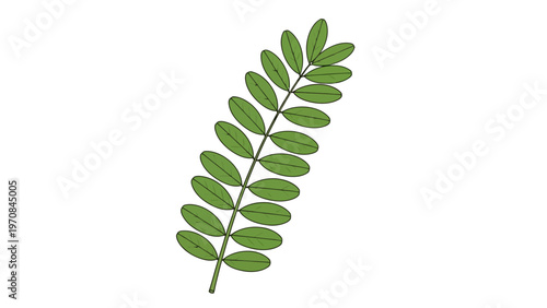 Green Leafy Branch Stem.