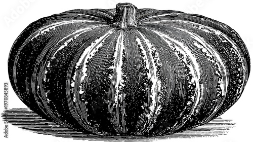 A detailed black and white illustration of a large squash with visible ridges and stem
