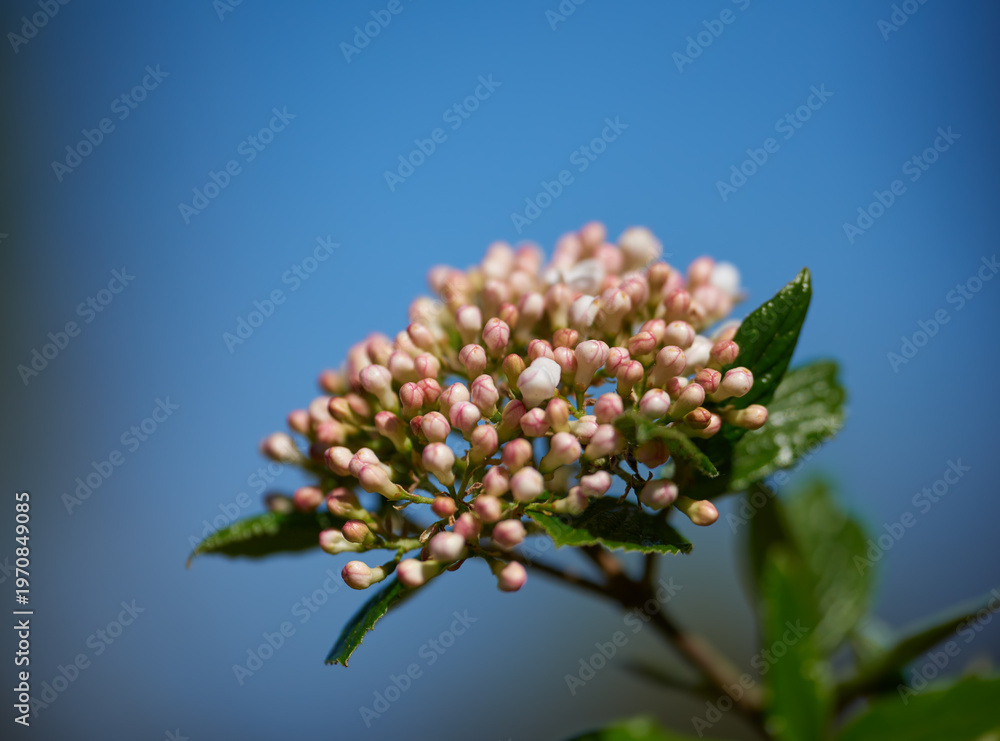 Naklejka premium Flower, bud and blossom with blue sky outdoor for pollination, ecology and horticulture. Space, Viburnum and blooming season with wildflower, flowering stage and botanical plants in natural habitat