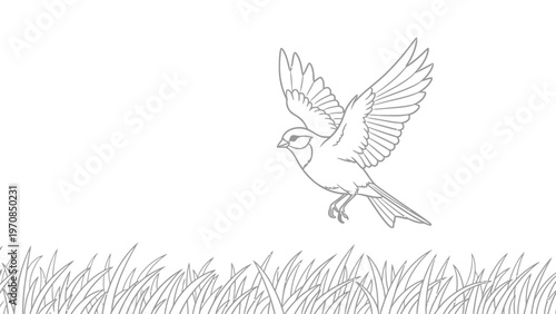 Bird Flying Over Grass.