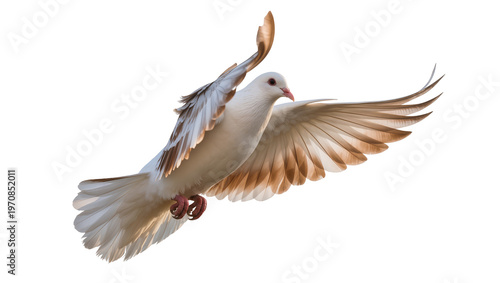 Tableau sur toile Pale dove soaring gracefully, displaying extended wings and delicate talons