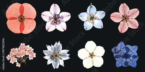 A collection of various isolated botanical flowers arranged in two rows on a dark grey background. isolated on white background, Vector, illustration