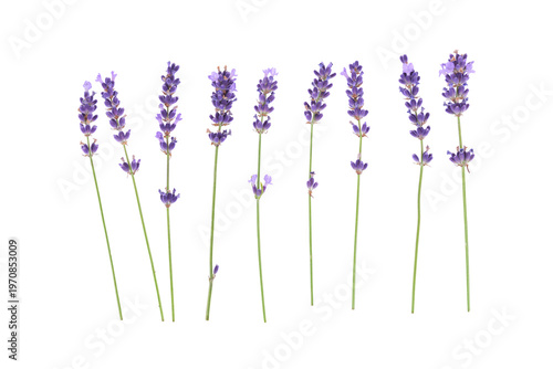 Lavender flowers arranged on a white background are captured from above. Lavender flowers isolated on white top view.