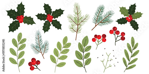A collection of hand drawn winter holiday botanical elements featuring holly berries and pine isolated on white background, Vector, illustration