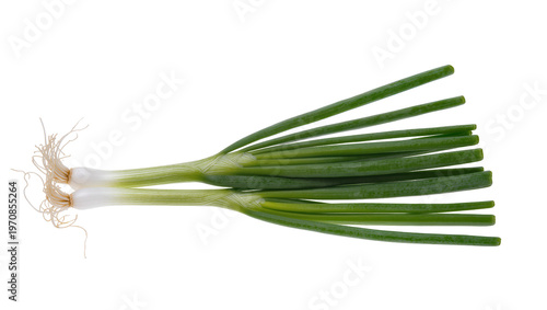 Photos Fresh green scallion bulb, displaying long slender stalks and visible roots