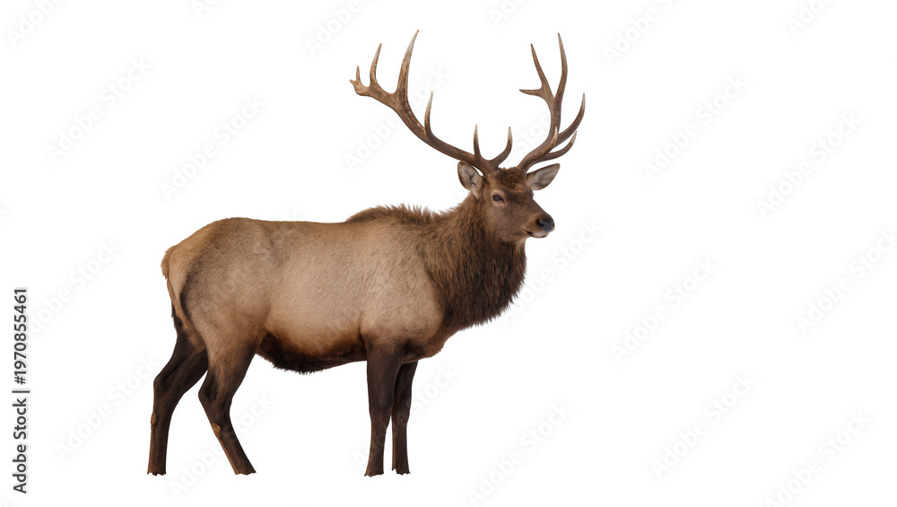 Fototapeta premium Majestic brown elk standing displaying large branched antlers, facing left