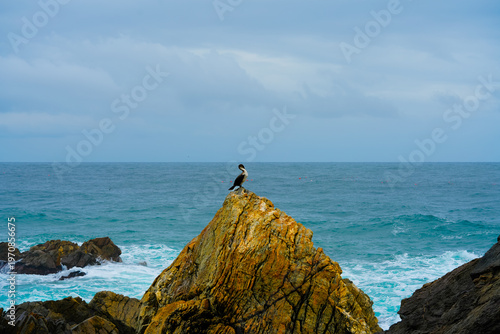 Great Cormorant Phalacrocorax carbo sits on the rock, East sea, South Korea