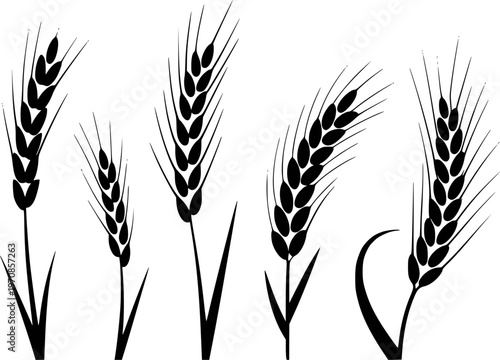 Collection of black wheat ears and stalks a white background grain agriculture