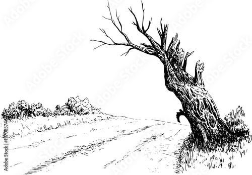 Stark gnarled dead tree leaning over a rough path in a grassy landscape
