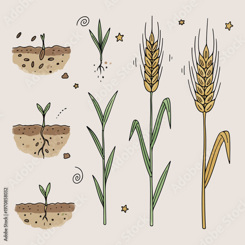 Wheat growth stages set, agriculture cereal plant icons, farming harvest grain vector, plant life cycle sketches, organic wheat stalk art, bread ingredient nature doodles, botanical wheat plant line a