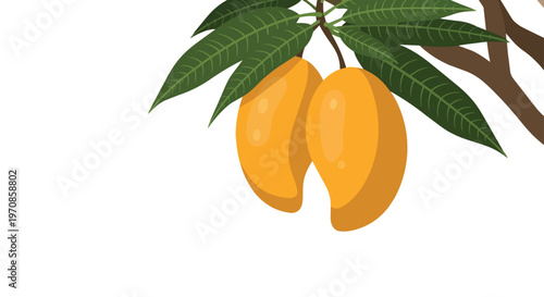 Vector Illustration of Ripe Yellow Mangoes Hanging on a Branch