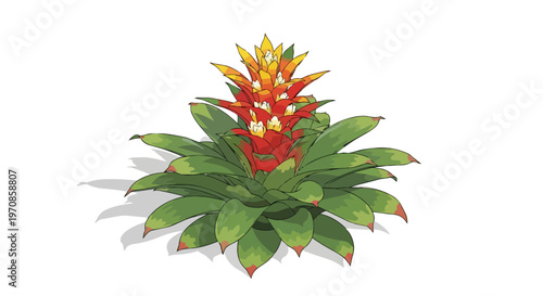 Illustration of a Vibrant Bromeliad Plant with Red and Yellow Flower