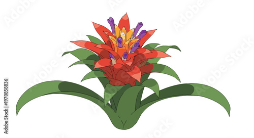 Vibrant Bromeliad Tropical Flower Illustration