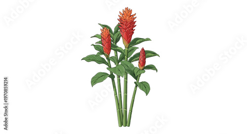 Tropical Costus Barbatus Red Ginger Flower Plant Isolated on White