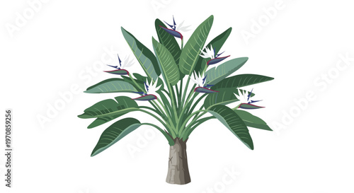 Illustration of a Giant White Bird of Paradise Plant
