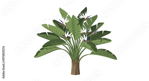 Illustration of a Giant White Bird of Paradise Plant