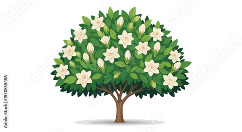 Blooming Gardenia Bush with White Flowers and Green Leaves Isolated on White