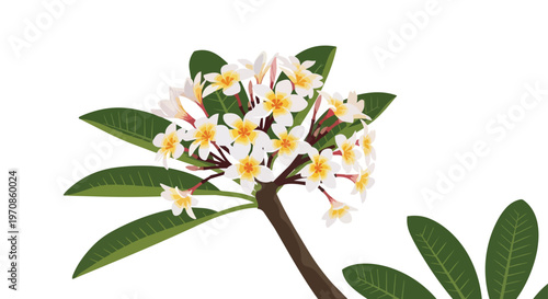 Tropical Plumeria Frangipani Flowers Illustration