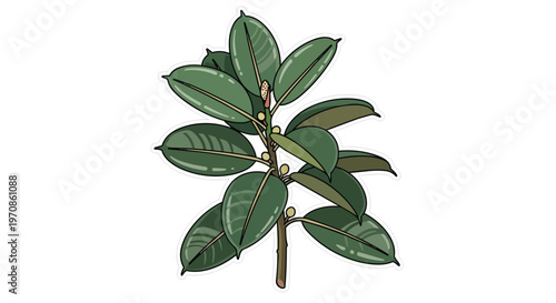 Hand-Drawn Illustration of a Rubber Plant Branch with Green Leaves